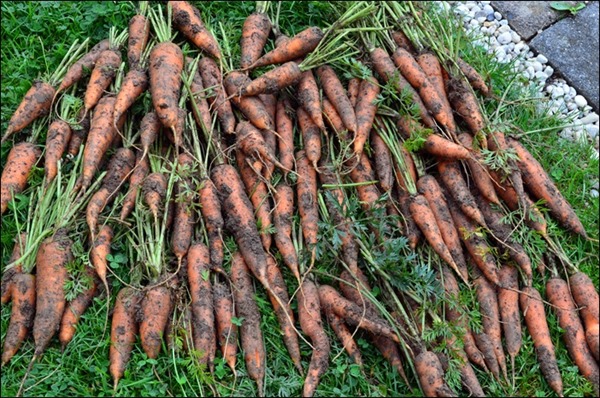 Karottenernte.