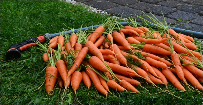 Karottenernte..